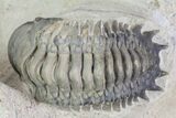 Crotalocephalina & Reedops Trilobites - (Special Price) #75775-8